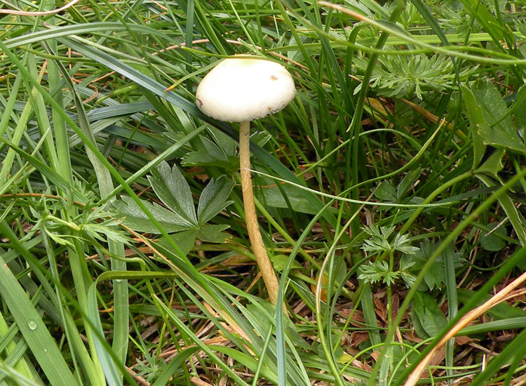 Io pensavo ad una Psilocybe....